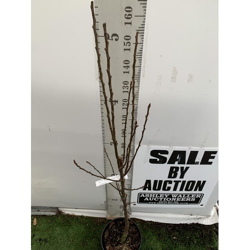 40 - ONE PEAR PYRUS FRUIT 'CONFERENCE' 170CM TALL IN A 12 LTR POT. PRODUCES SWEET JUICY FRUIT AND IS A GO... 