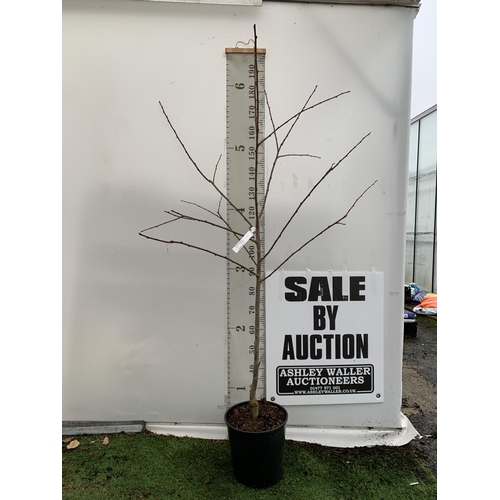 41 - ONE PLUM PRUNUS FRUIT TREE 'VICTORIA'. APPROX 2 METRES IN HEIGHT IN A 12 LTR POT. OVAL BRIGHT RED FR... 