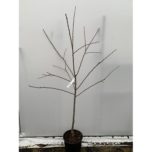 41 - ONE PLUM PRUNUS FRUIT TREE 'VICTORIA'. APPROX 2 METRES IN HEIGHT IN A 12 LTR POT. OVAL BRIGHT RED FR... 