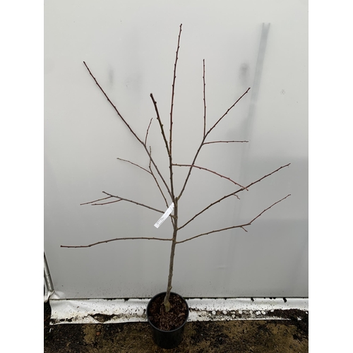 41 - ONE PLUM PRUNUS FRUIT TREE 'VICTORIA'. APPROX 2 METRES IN HEIGHT IN A 12 LTR POT. OVAL BRIGHT RED FR... 