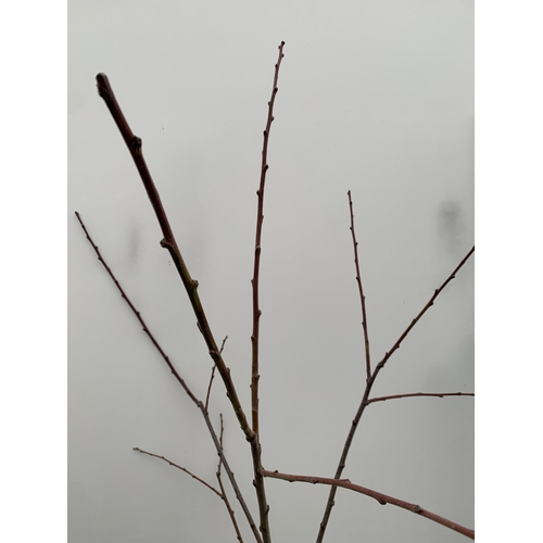 41 - ONE PLUM PRUNUS FRUIT TREE 'VICTORIA'. APPROX 2 METRES IN HEIGHT IN A 12 LTR POT. OVAL BRIGHT RED FR... 