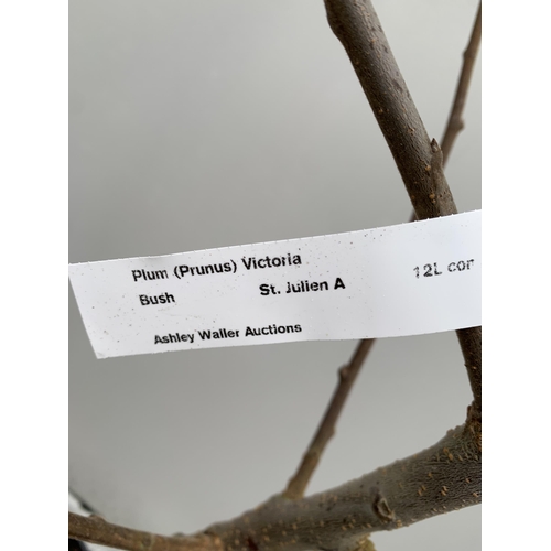 41 - ONE PLUM PRUNUS FRUIT TREE 'VICTORIA'. APPROX 2 METRES IN HEIGHT IN A 12 LTR POT. OVAL BRIGHT RED FR... 