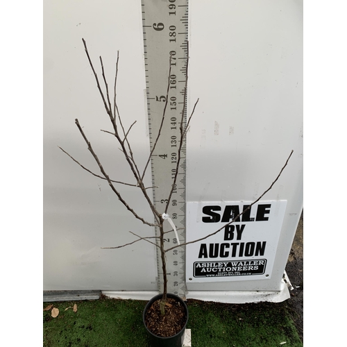 42 - ONE APPLE MALUS COX FRUIT TREE. SELF FERTILE IN A 12 LTR POT APPROX 180CM IN HEIGHT. FRUIT IS THE SA... 