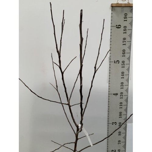 42 - ONE APPLE MALUS COX FRUIT TREE. SELF FERTILE IN A 12 LTR POT APPROX 180CM IN HEIGHT. FRUIT IS THE SA... 