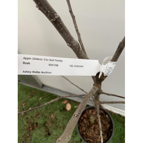 42 - ONE APPLE MALUS COX FRUIT TREE. SELF FERTILE IN A 12 LTR POT APPROX 180CM IN HEIGHT. FRUIT IS THE SA... 