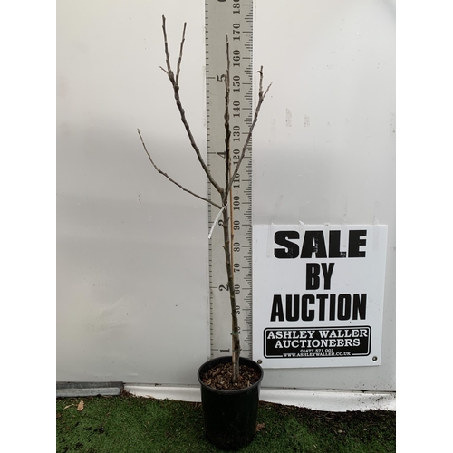 43 - ONE COOKING APPLE BRAMLEY'S SEEDING MALUS TREE. APPROX 170CM TALL IN A 12 LTR POT. PROPAGATED FROM T... 