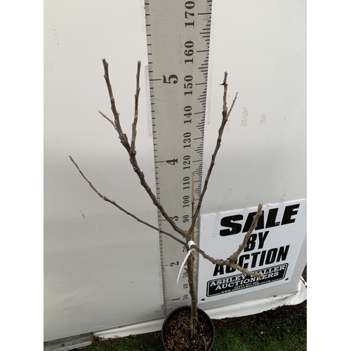 43 - ONE COOKING APPLE BRAMLEY'S SEEDING MALUS TREE. APPROX 170CM TALL IN A 12 LTR POT. PROPAGATED FROM T... 