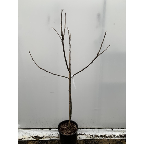 43 - ONE COOKING APPLE BRAMLEY'S SEEDING MALUS TREE. APPROX 170CM TALL IN A 12 LTR POT. PROPAGATED FROM T... 