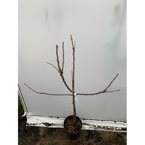 43 - ONE COOKING APPLE BRAMLEY'S SEEDING MALUS TREE. APPROX 170CM TALL IN A 12 LTR POT. PROPAGATED FROM T... 