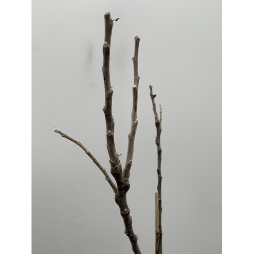 43 - ONE COOKING APPLE BRAMLEY'S SEEDING MALUS TREE. APPROX 170CM TALL IN A 12 LTR POT. PROPAGATED FROM T... 