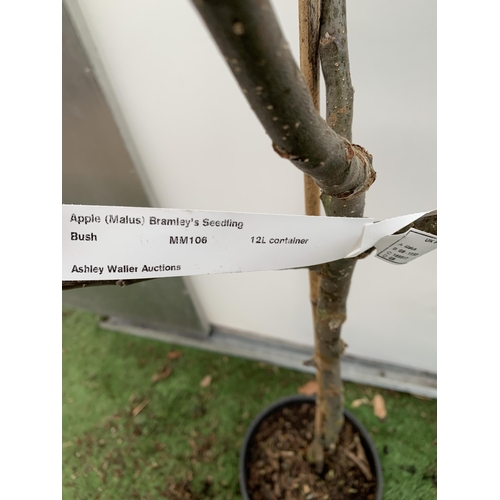 43 - ONE COOKING APPLE BRAMLEY'S SEEDING MALUS TREE. APPROX 170CM TALL IN A 12 LTR POT. PROPAGATED FROM T... 