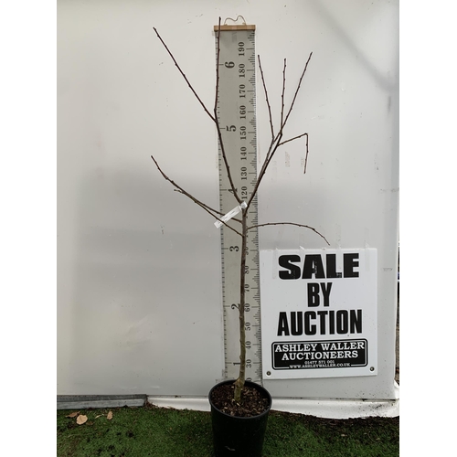 44 - ONE PLUM PRUNUS FRUIT TREE 'VICTORIA'. APPROX 2 METRES IN HEIGHT IN A 12 LTR POT. OVAL BRIGHT RED FR... 