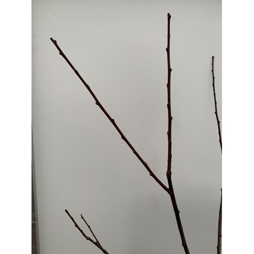 44 - ONE PLUM PRUNUS FRUIT TREE 'VICTORIA'. APPROX 2 METRES IN HEIGHT IN A 12 LTR POT. OVAL BRIGHT RED FR... 