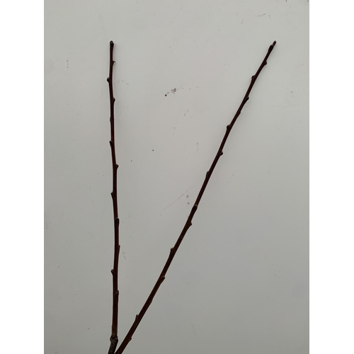 44 - ONE PLUM PRUNUS FRUIT TREE 'VICTORIA'. APPROX 2 METRES IN HEIGHT IN A 12 LTR POT. OVAL BRIGHT RED FR... 