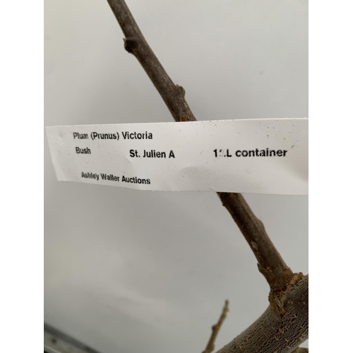 44 - ONE PLUM PRUNUS FRUIT TREE 'VICTORIA'. APPROX 2 METRES IN HEIGHT IN A 12 LTR POT. OVAL BRIGHT RED FR... 