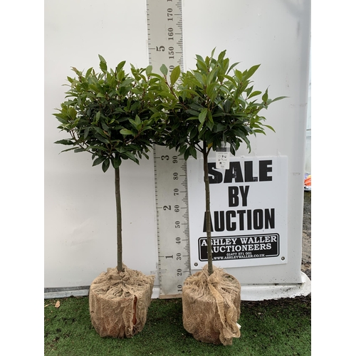 5 - A PAIR OF STANDARD KITCHEN BAY TREES 'LAURUS NOBILIS' IN 10 LTR POTS APPROX 140-150CM IN HEIGHT TO B... 