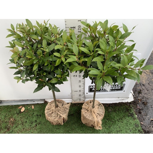 5 - A PAIR OF STANDARD KITCHEN BAY TREES 'LAURUS NOBILIS' IN 10 LTR POTS APPROX 140-150CM IN HEIGHT TO B... 