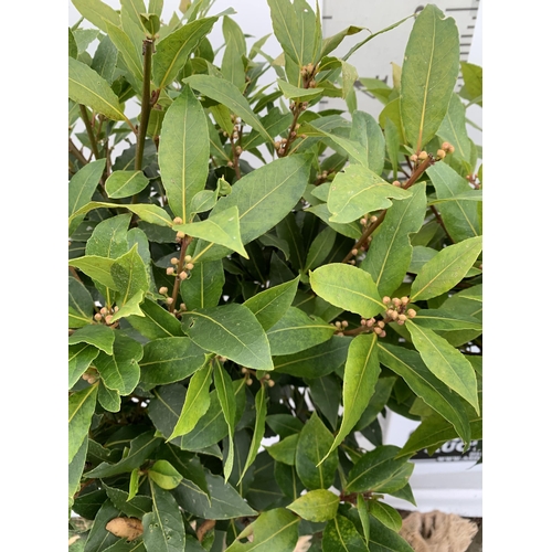 5 - A PAIR OF STANDARD KITCHEN BAY TREES 'LAURUS NOBILIS' IN 10 LTR POTS APPROX 140-150CM IN HEIGHT TO B... 