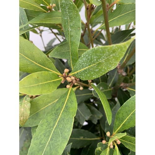 5 - A PAIR OF STANDARD KITCHEN BAY TREES 'LAURUS NOBILIS' IN 10 LTR POTS APPROX 140-150CM IN HEIGHT TO B... 