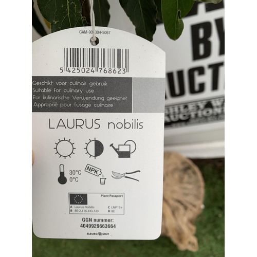 5 - A PAIR OF STANDARD KITCHEN BAY TREES 'LAURUS NOBILIS' IN 10 LTR POTS APPROX 140-150CM IN HEIGHT TO B... 