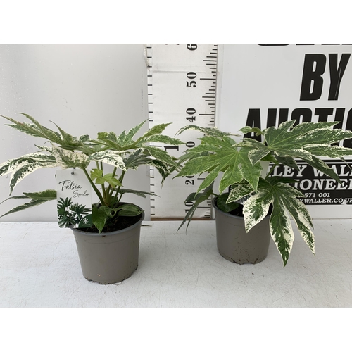 6 - TWO FATSIA JAPONICA VARIEGATED 'SPIDER'S WEB' IN 2 LTR POTS. APPROX 40CM IN HEIGHT TO BE SOLD FOR TH... 