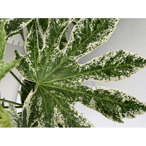 6 - TWO FATSIA JAPONICA VARIEGATED 'SPIDER'S WEB' IN 2 LTR POTS. APPROX 40CM IN HEIGHT TO BE SOLD FOR TH... 