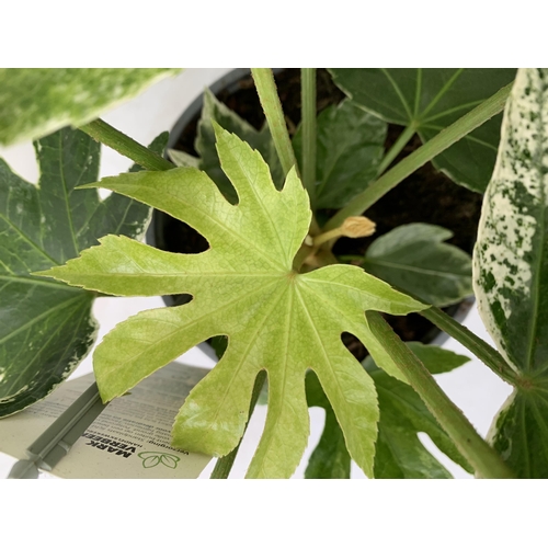 6 - TWO FATSIA JAPONICA VARIEGATED 'SPIDER'S WEB' IN 2 LTR POTS. APPROX 40CM IN HEIGHT TO BE SOLD FOR TH... 