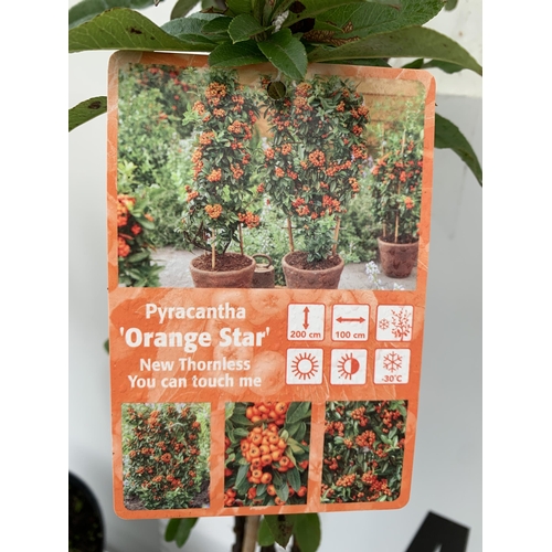 88 - TWO LARGE PYRACANTHA, 'SUNNY STAR' WITH ORANGE BERRIES. APPROX A METRE IN HEIGHT IN 7 LTR POTS TO BE... 