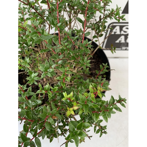 90 - TWO PERNETTYA GAULTHERIA MURONATA 'MULBERRY WINE' IN 7 LTR POTS. WITH LARGE DARK PINK ROUND BERRIES,... 