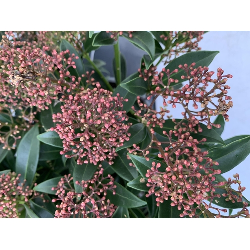 91 - SIX RED SKIMMIA JAPONICA 'GODRIE'S DWARF' IN 1.5 LTR POTS ON A TRAY. APPROX 40CM IN HEIGHT TO BE SOL... 