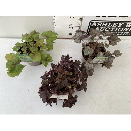 92 - THREE VARIOUS HEUCHERA TO INCLUDE ART NOUVEAU, BLACK BEAUTY AND SILVERBERRY. IN TWO LITRE POTS 30CM ... 