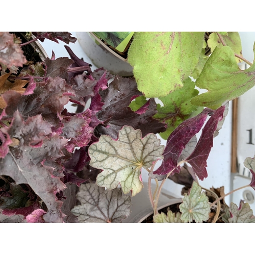 92 - THREE VARIOUS HEUCHERA TO INCLUDE ART NOUVEAU, BLACK BEAUTY AND SILVERBERRY. IN TWO LITRE POTS 30CM ... 