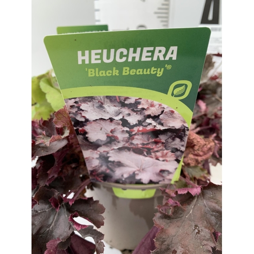 92 - THREE VARIOUS HEUCHERA TO INCLUDE ART NOUVEAU, BLACK BEAUTY AND SILVERBERRY. IN TWO LITRE POTS 30CM ... 