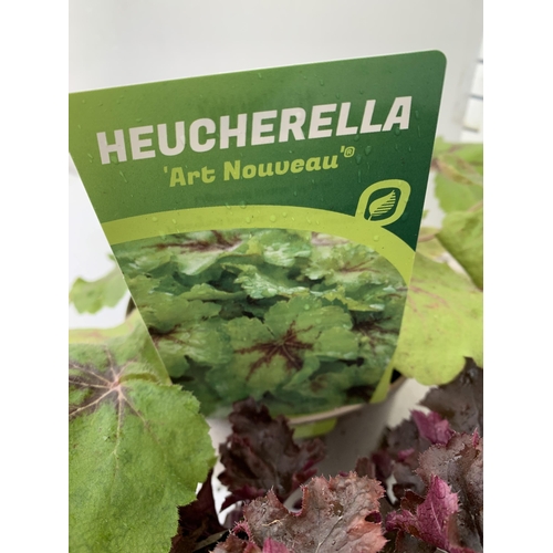 92 - THREE VARIOUS HEUCHERA TO INCLUDE ART NOUVEAU, BLACK BEAUTY AND SILVERBERRY. IN TWO LITRE POTS 30CM ... 