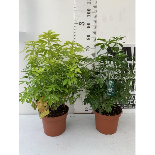 93 - TWO LARGE CHOSIYA VARIETIES TERNATA 'BRICA' IN 5 LTR POTS. APPROX 80CM IN HEIGHT TO BE SOLD FOR THE ... 