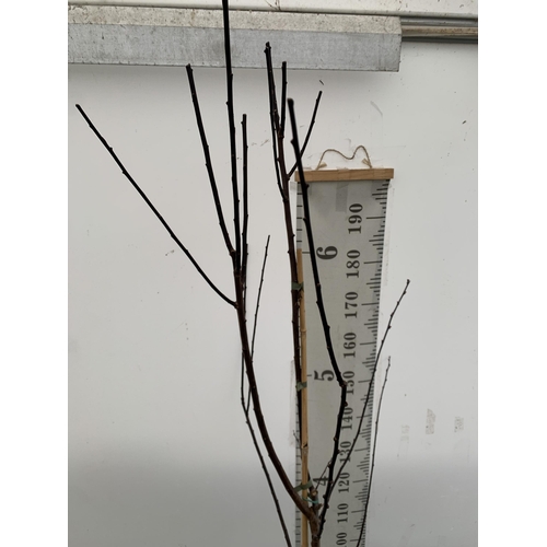 96 - ONE FLOWERING PLUM TREE -PRUNUS CERASIFERA NIGRA. HAS SMALL PINK FLOWERS IN MARCH. APPROX 230CM IN H... 