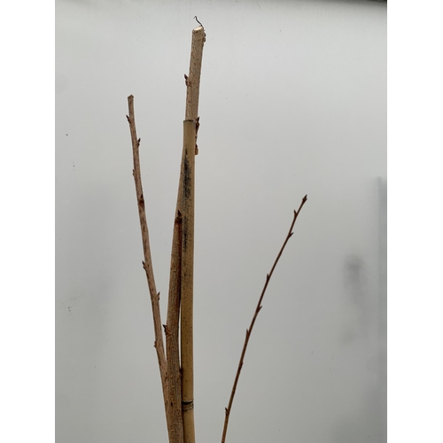 97 - ONE PRUNUS KANZAN JAPANESE FLOWERING CHERRY . HAS PURPLE/PINK FLOWERS IN APRIL. OVER 2 METRES IN HEI... 