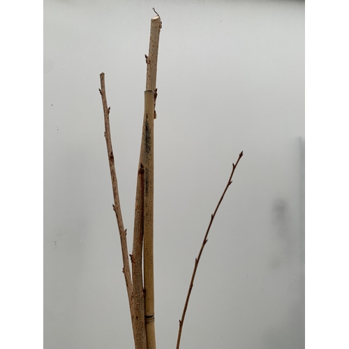 97 - ONE PRUNUS KANZAN JAPANESE FLOWERING CHERRY . HAS PURPLE/PINK FLOWERS IN APRIL. OVER 2 METRES IN HEI... 