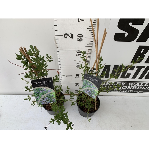 99 - TWO CEANOTHUS 'SKYLARK' ON A FRAME IN 2 LTR POTS. APPROX 60-80CM IN HEIGHT TO BE SOLD FOR THE TWO