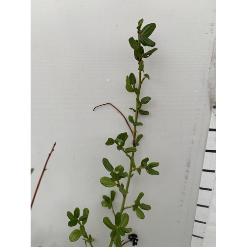 99 - TWO CEANOTHUS 'SKYLARK' ON A FRAME IN 2 LTR POTS. APPROX 60-80CM IN HEIGHT TO BE SOLD FOR THE TWO