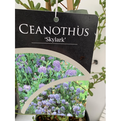 99 - TWO CEANOTHUS 'SKYLARK' ON A FRAME IN 2 LTR POTS. APPROX 60-80CM IN HEIGHT TO BE SOLD FOR THE TWO