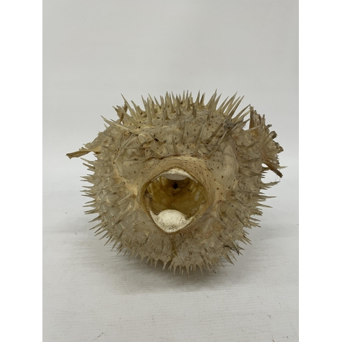 41 - A TAXIDERMY PUFFER FISH, LENGTH APROX 33CM, HEIGHT APPROX 19CM