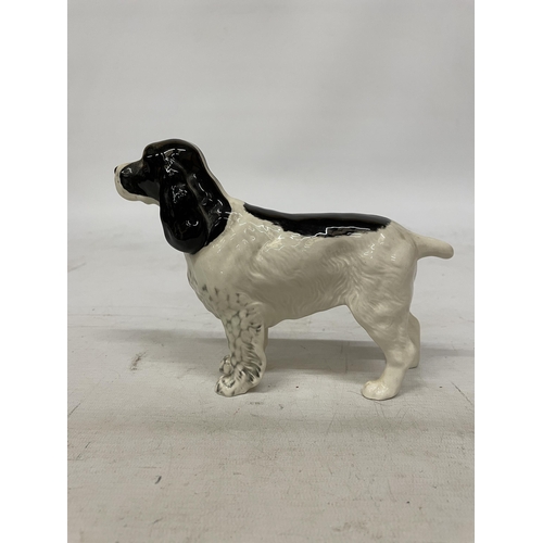 740 - A BESWICK GLAZED FIGURE OF A SPRINGER SPANIEL DOG