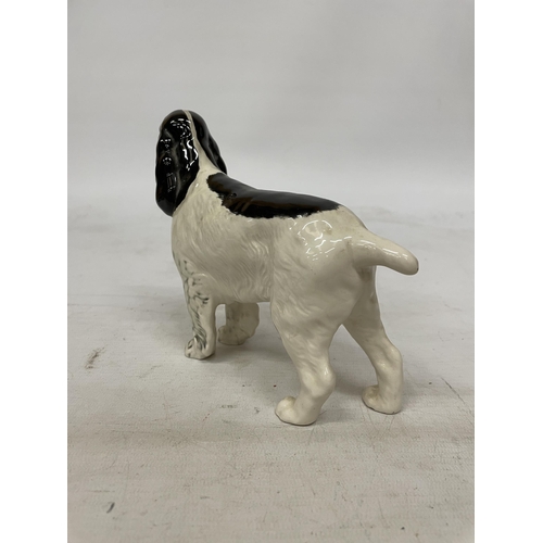 740 - A BESWICK GLAZED FIGURE OF A SPRINGER SPANIEL DOG