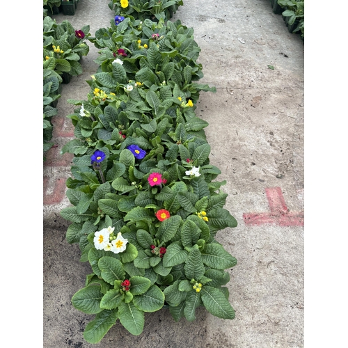 111 - NINE TRAYS OF MIXED COLOUR POLYANTHUS WITH SIX PLANTS PER TRAY TO BE SOLD FOR THE FIFTY FOUR PLANTS