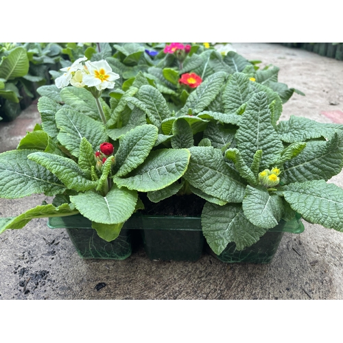 111 - NINE TRAYS OF MIXED COLOUR POLYANTHUS WITH SIX PLANTS PER TRAY TO BE SOLD FOR THE FIFTY FOUR PLANTS