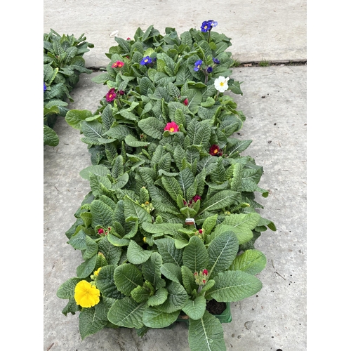 112 - NINE TRAYS OF MIXED COLOUR POLYANTHUS WITH SIX PLANTS PER TRAY TO BE SOLD FOR THE FIFTY FOUR PLANTS