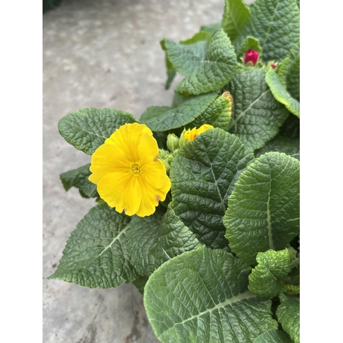 112 - NINE TRAYS OF MIXED COLOUR POLYANTHUS WITH SIX PLANTS PER TRAY TO BE SOLD FOR THE FIFTY FOUR PLANTS