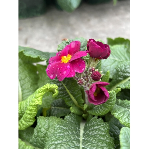 112 - NINE TRAYS OF MIXED COLOUR POLYANTHUS WITH SIX PLANTS PER TRAY TO BE SOLD FOR THE FIFTY FOUR PLANTS