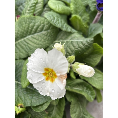 112 - NINE TRAYS OF MIXED COLOUR POLYANTHUS WITH SIX PLANTS PER TRAY TO BE SOLD FOR THE FIFTY FOUR PLANTS